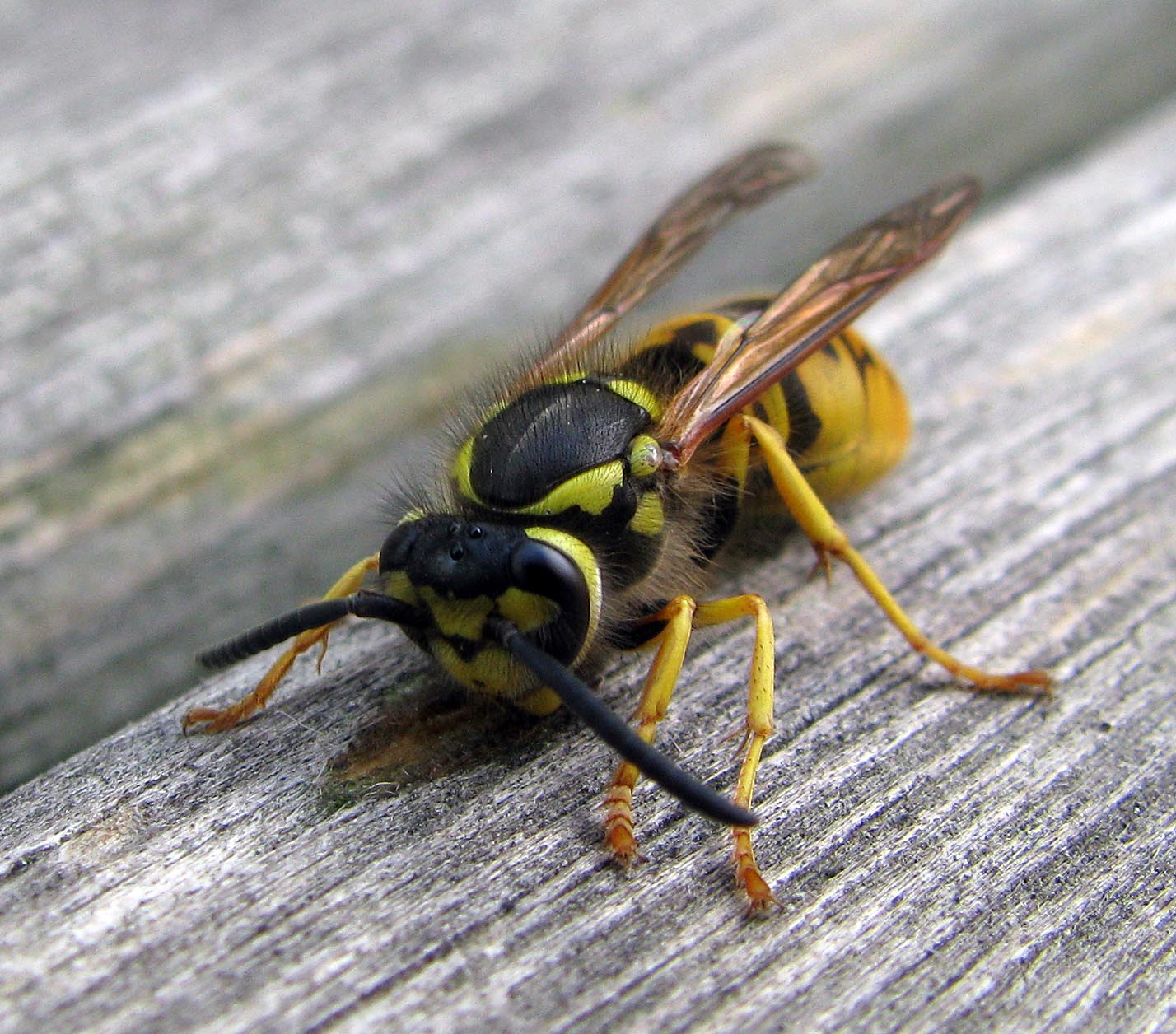 Vespula germanica (Vespidae)